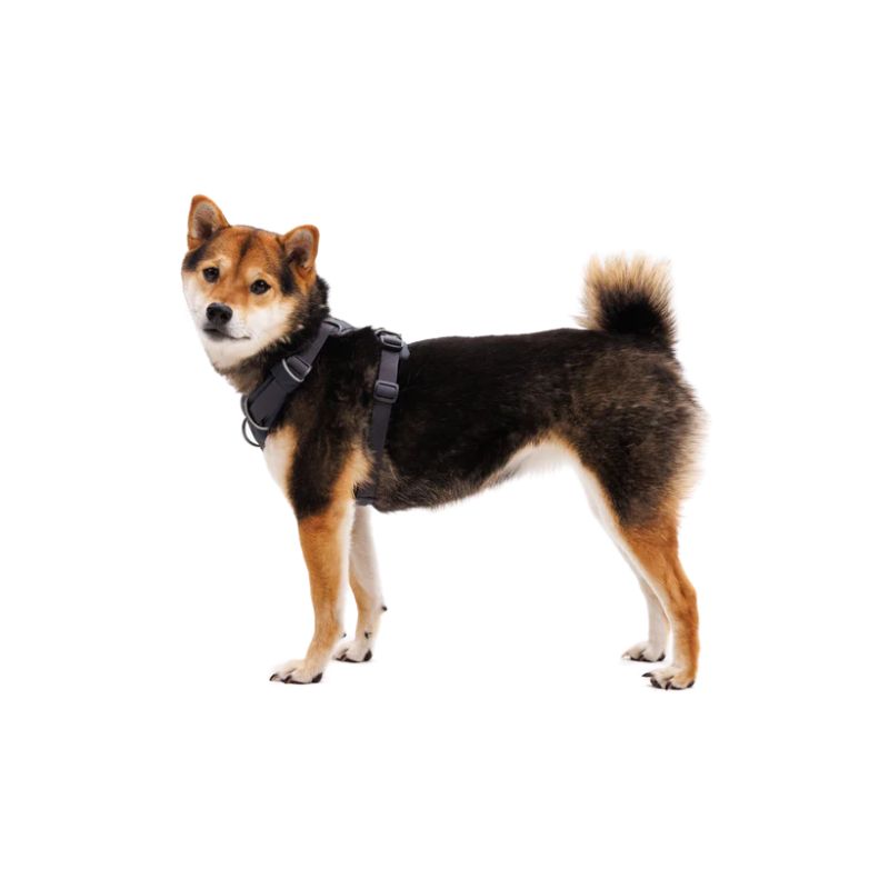 Front Range® Padded Dog Harness (8 Colours)