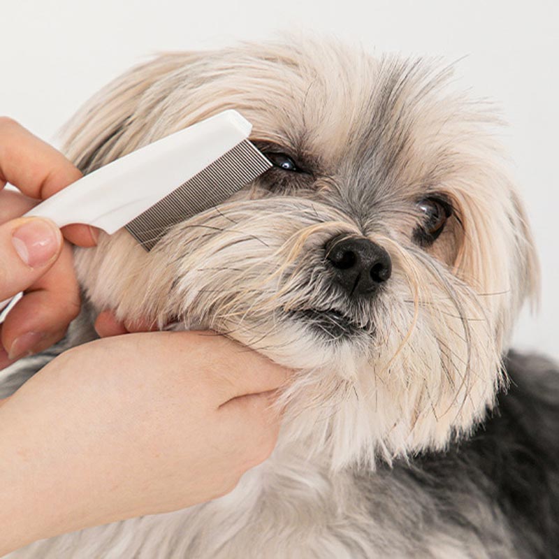 Bite Me Jellybear Round Face Comb - CreatureLand