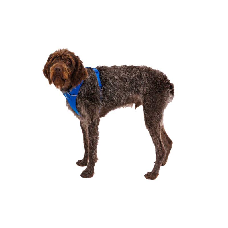 Front Range® Padded Dog Harness (8 Colours)