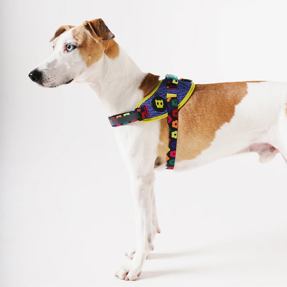 Farm Rio x Zee.Dog Samba Fly Dog Harness