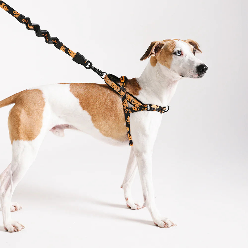 Farm Rio x Zee.Dog Bossa Banana Softer Walk Dog Harness