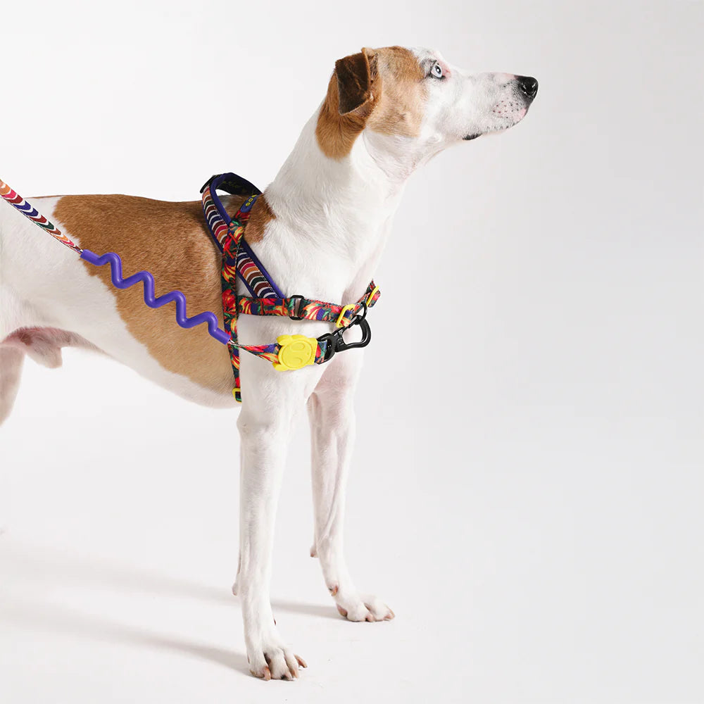 Farm Rio x Zee.Dog Samba Softer Walk Dog Harness