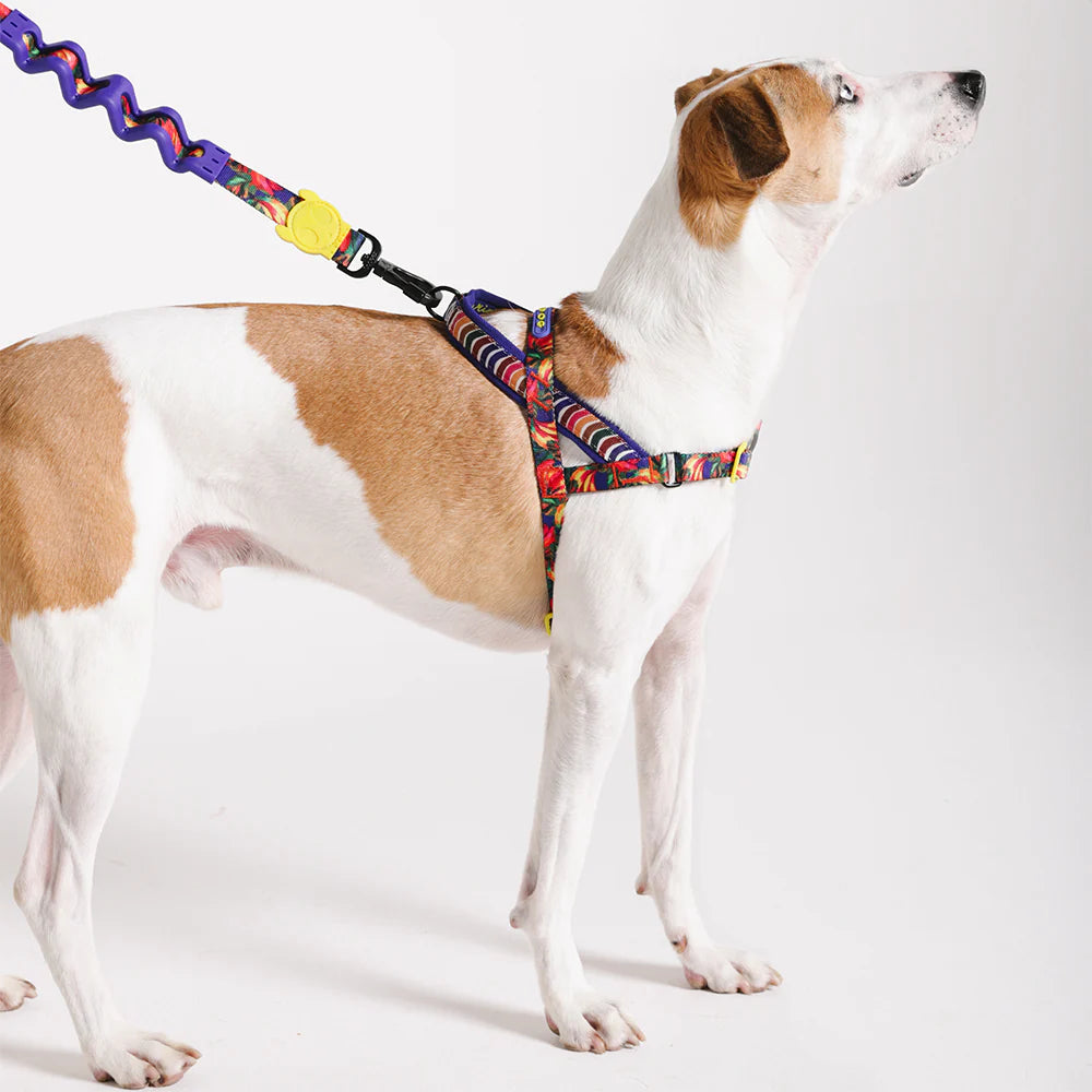 Farm Rio x Zee.Dog Samba Softer Walk Dog Harness