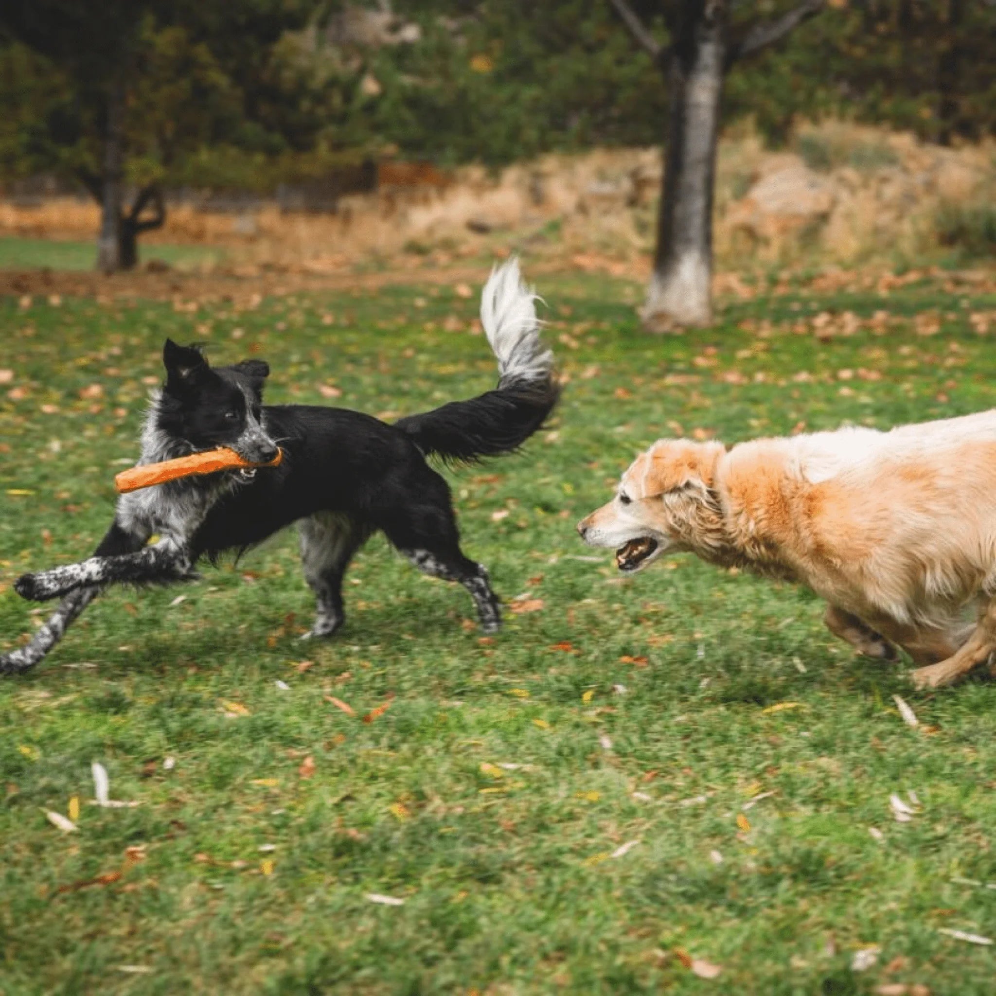 Gnawt-a-Stick™ Floating Rubber Fetch Dog Toy