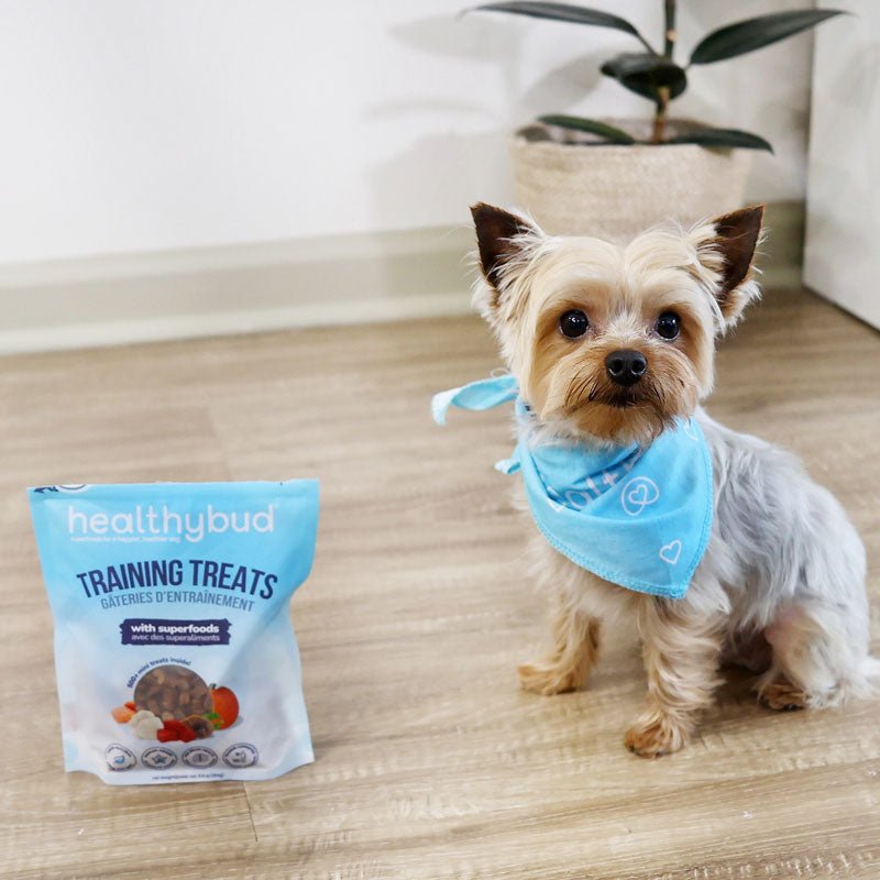 Healthybud Functional Beef Mini Training Dog Treats (184g) - CreatureLand