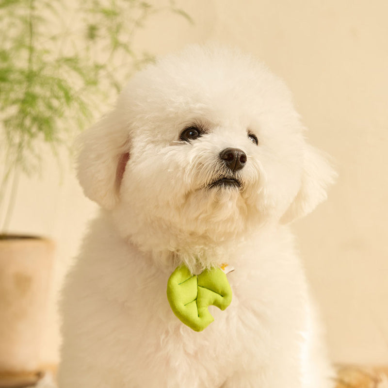 Small white dog wearing the HIKOINU Baby Leaf collar clip in Light Green