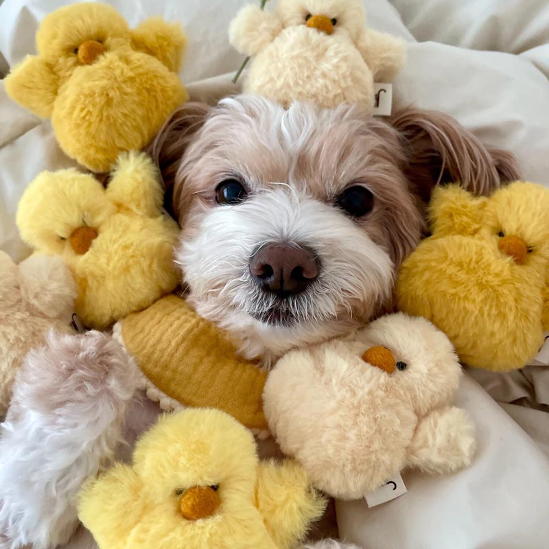 Chick Squeaky Dog Toy (Set of 3)