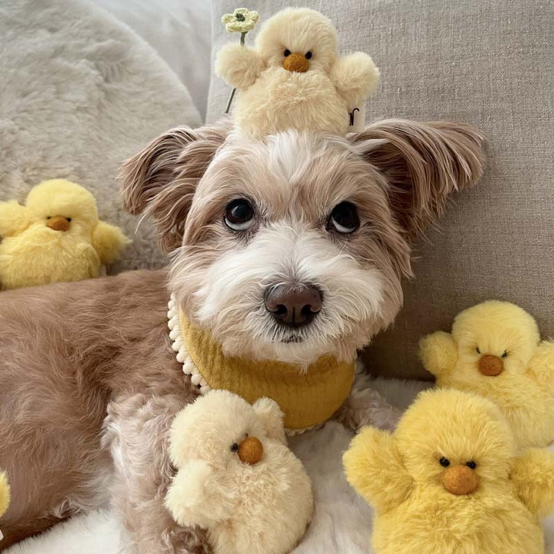 Chick Squeaky Dog Toy (Set of 3)