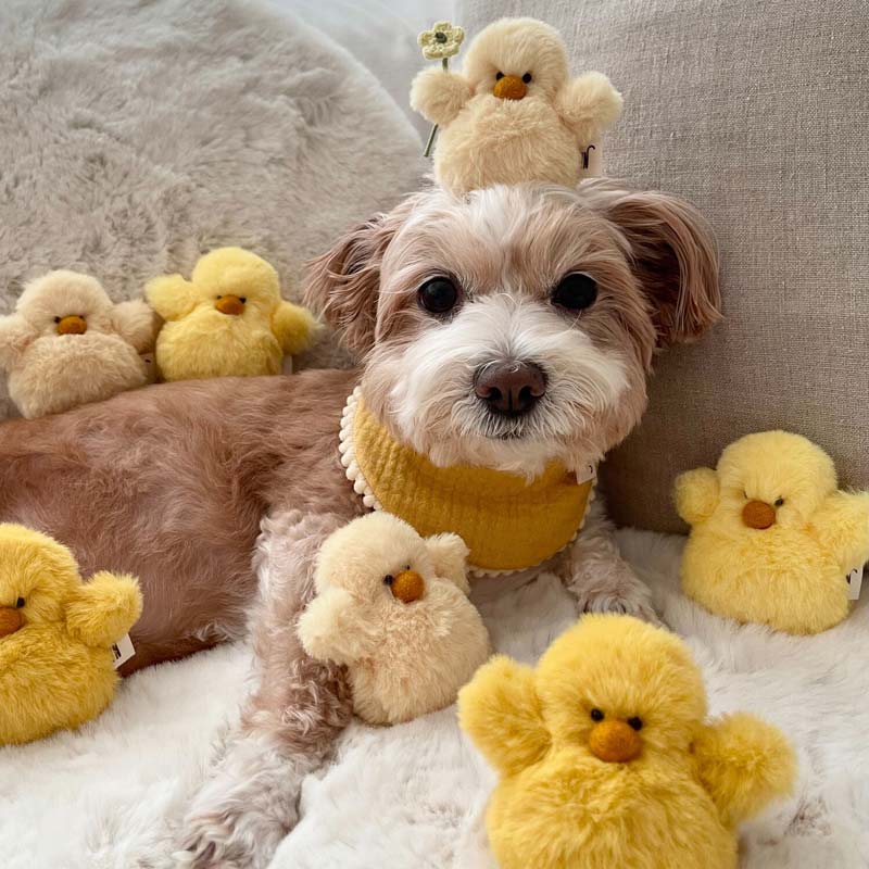 Chick Squeaky Dog Toy (Set of 3)