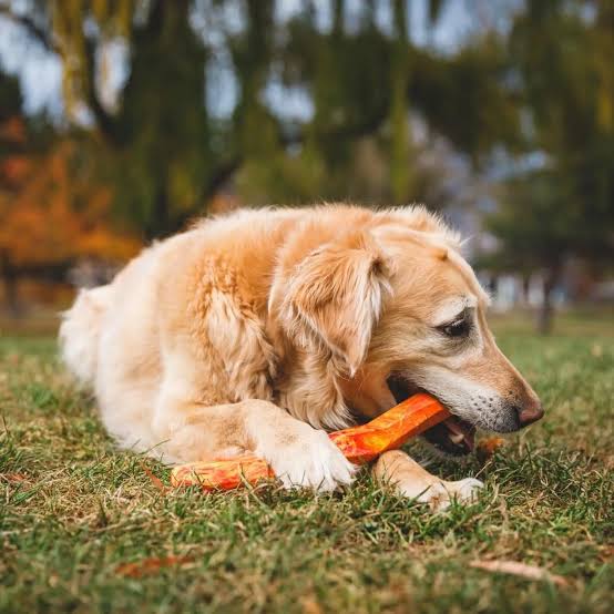 Gnawt-a-Stick™ Floating Rubber Fetch Dog Toy