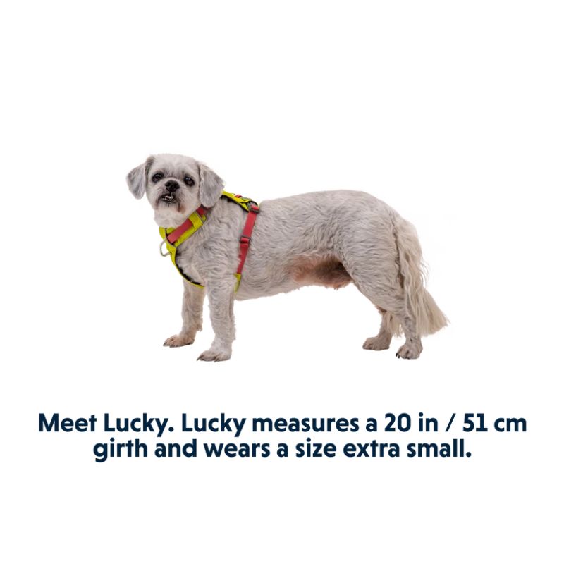 Hi & Light™ Lightweight Dog Harness (4 Colours)