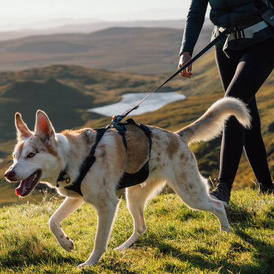 Ridgeline™ Reflective Harness with Magnetic Buckles | Obsidian Black