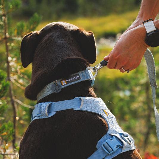 Front Range™ Flex Knit Dog Collar (4 Colours)