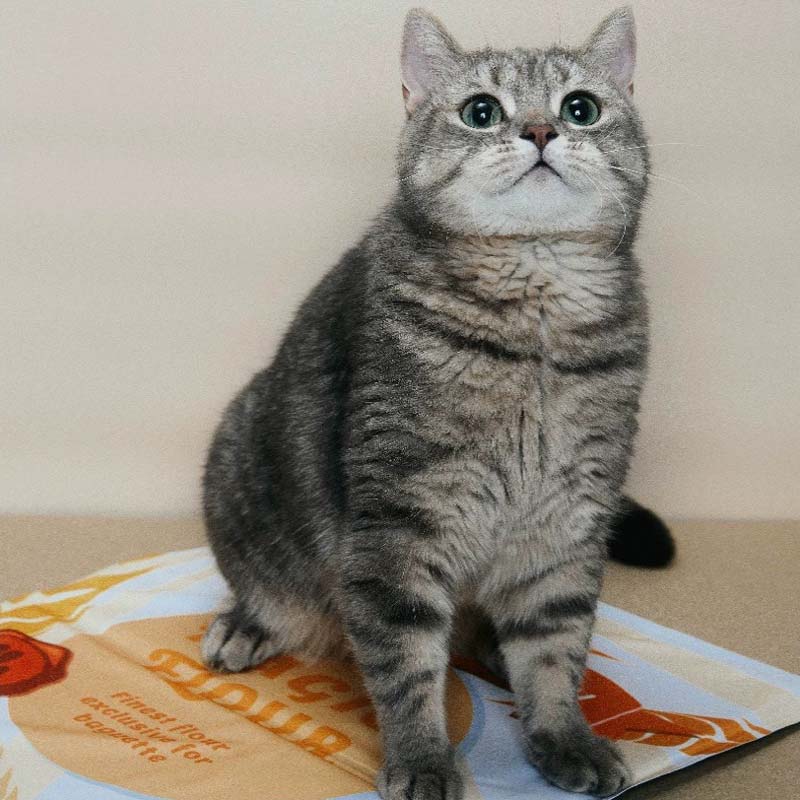 Pokepet Bakery Magic Flour Cooling Pad - CreatureLand