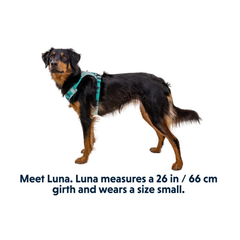 Hi & Light™ Lightweight Dog Harness (4 Colours)