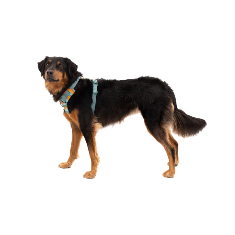 Front Range® Padded Dog Harness (8 Colours)