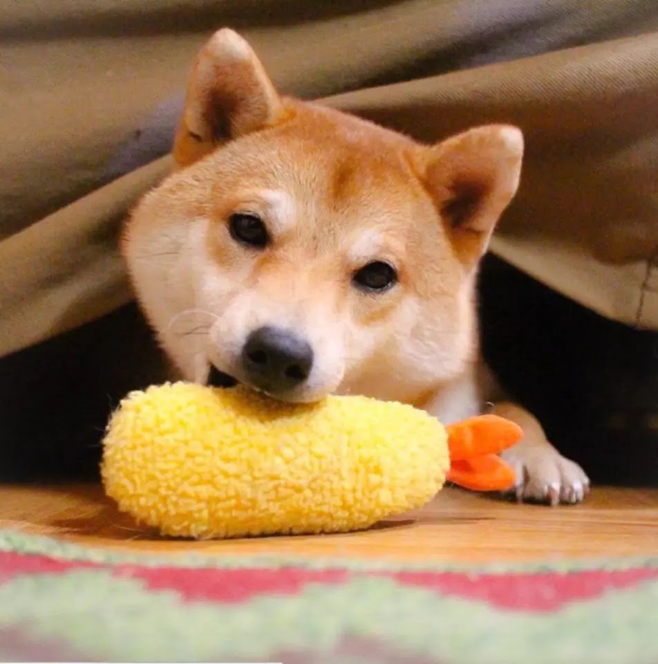 Tempura Dog Toy