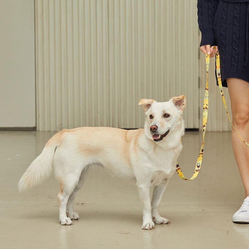 andblank andblank x Spongebob Collar - SpongeBob - CreatureLand