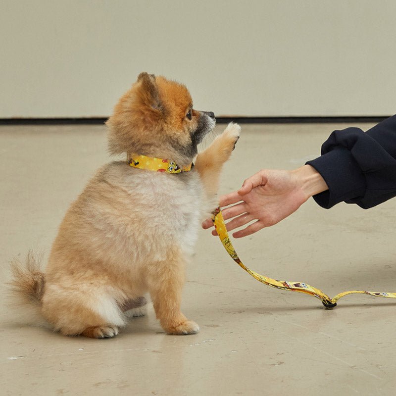 andblank andblank x Spongebob Collar - SpongeBob - CreatureLand