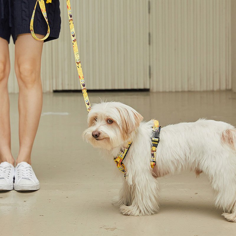 andblank andblank x Spongebob Hands-Free Leash - SpongeBob - CreatureLand