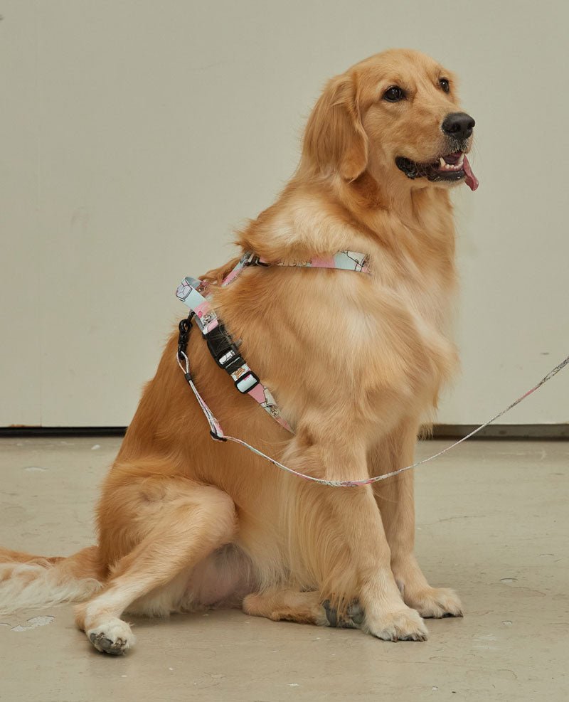 andblank andblank x Spongebob Pro Light Harness - Sandy - CreatureLand