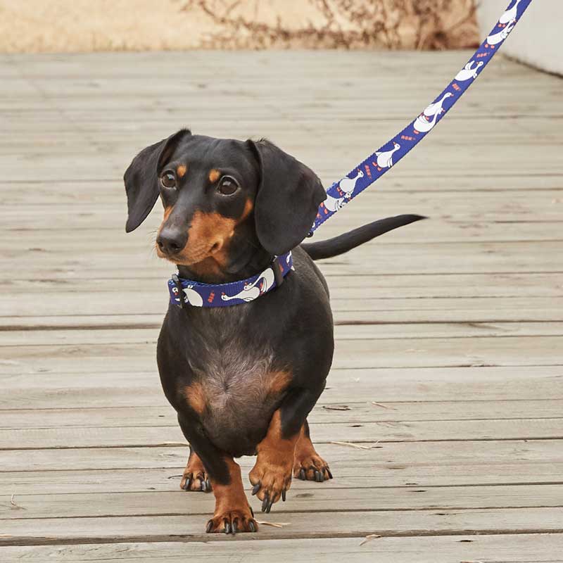 andblank Flying Duck Pet Collar - Blue - CreatureLand