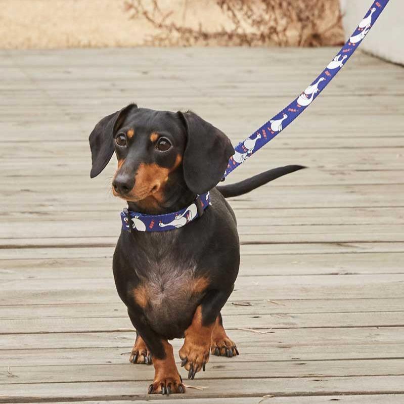 andblank Flying Duck Pet Leash - Blue - CreatureLand