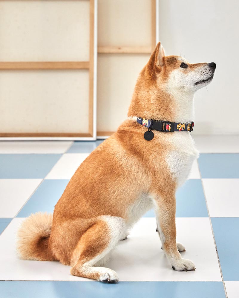 andblank Joy Bear Pet Collar - Midnight Blue - CreatureLand