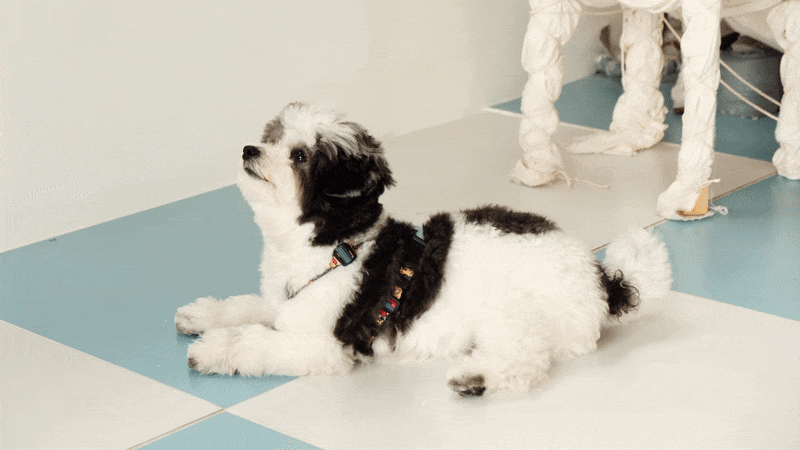 andblank Joy Bear Pet Harness - Midnight Blue - CreatureLand