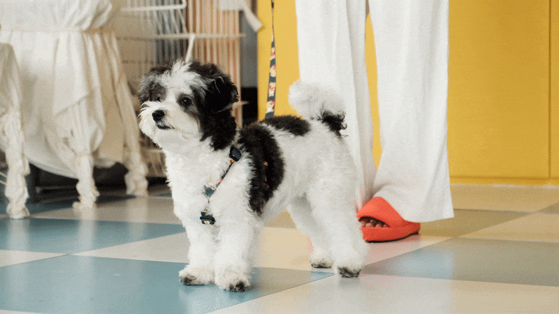 andblank Joy Bear Pet Harness - Midnight Blue - CreatureLand