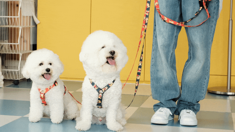 andblank Joy Bear Pet Leash - Midnight Blue - CreatureLand