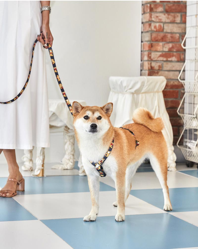 andblank Joy Bear Pet Leash - Midnight Blue - CreatureLand