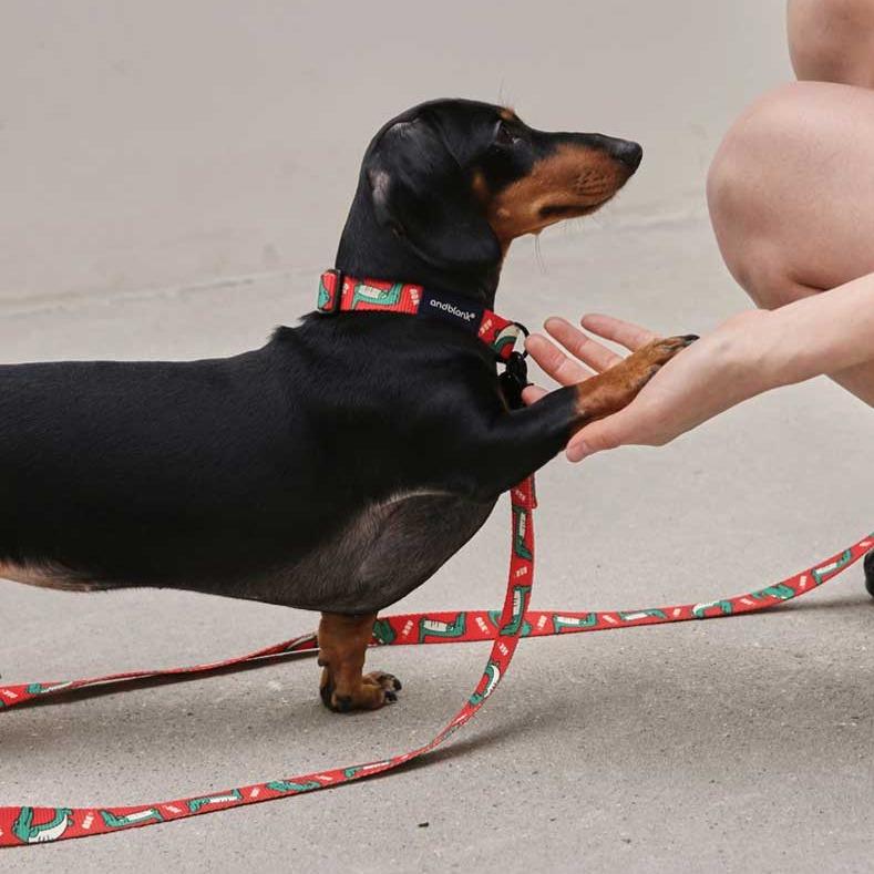 andblank Lazy Crocodile Pet Collar - Tangerine - CreatureLand