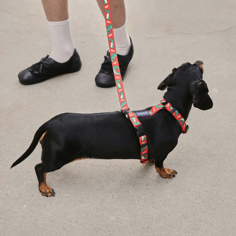 andblank Lazy Crocodile Pet Harness - Tangerine - CreatureLand