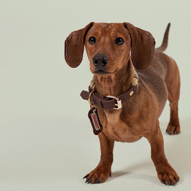 another DOG BRAND Dog Tag - Snacks? - CreatureLand