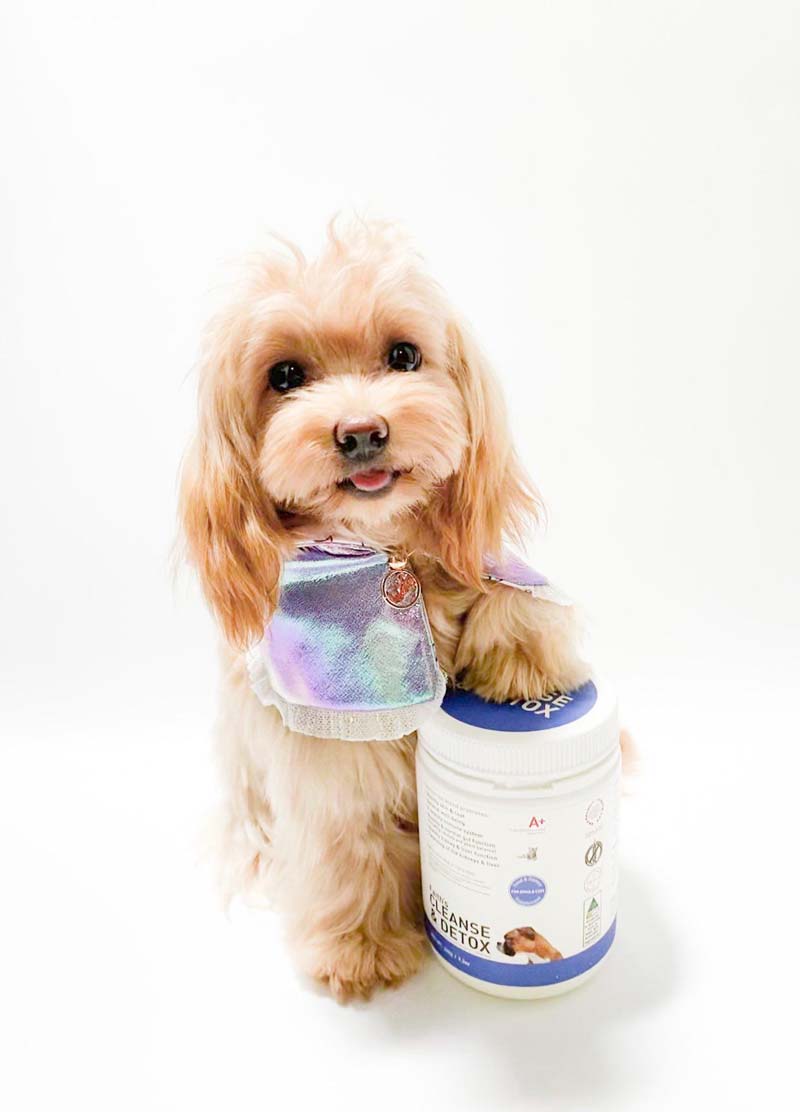 Augustine Approved Faith's Cleanse & Detox For Dogs and Cats - CreatureLand