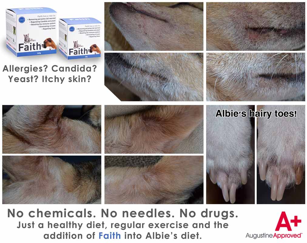 Augustine Approved Faith's Cleanse & Detox For Dogs and Cats - CreatureLand