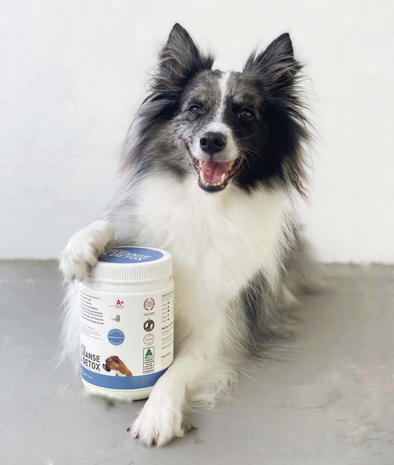 Augustine Approved Faith's Cleanse & Detox For Dogs and Cats - CreatureLand