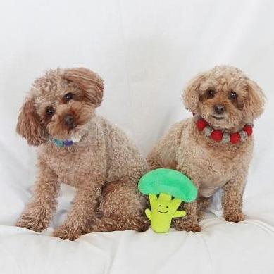 Bestever Broccoli Dog Toy - CreatureLand