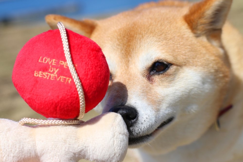 Bestever Kendama Dog Toy - CreatureLand
