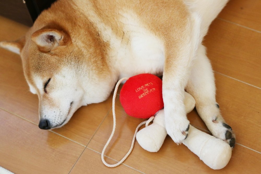 Bestever Kendama Dog Toy - CreatureLand