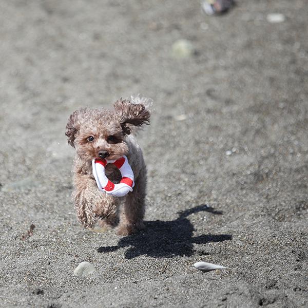 Bestever Lifebuoy Crinkle Dog Toy - CreatureLand