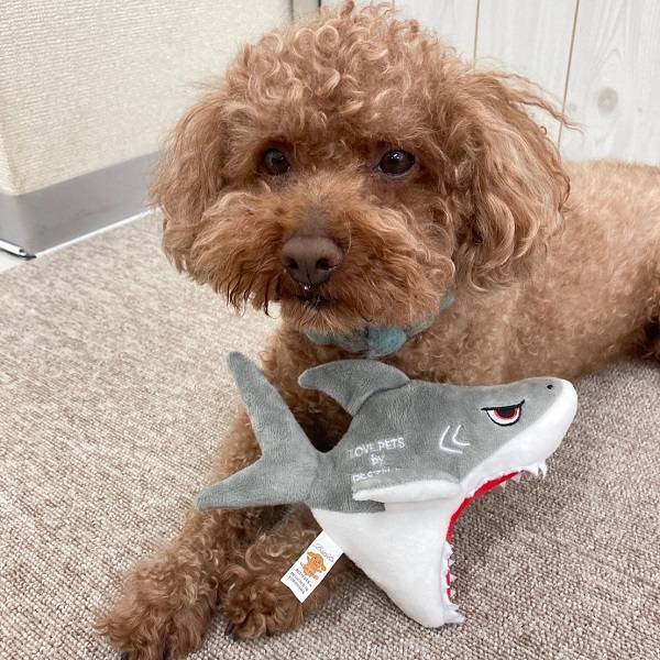 Bestever Scary Shark Dog Toy - CreatureLand
