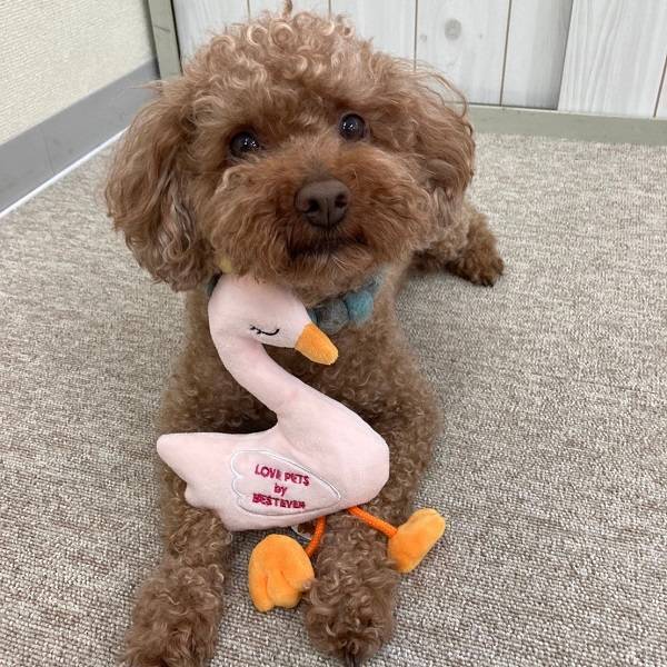 Bestever Swan Dog Toy - CreatureLand