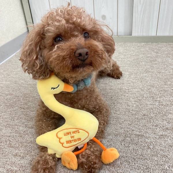 Bestever Swan Dog Toy - CreatureLand