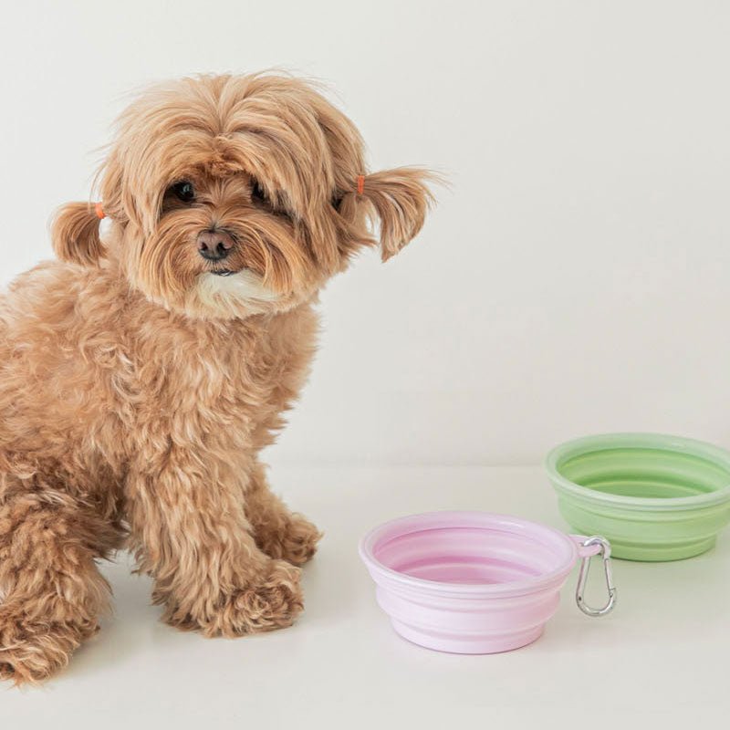 Bite Me Collapsible Travel Bowl - Pastel (5 Colours) - CreatureLand