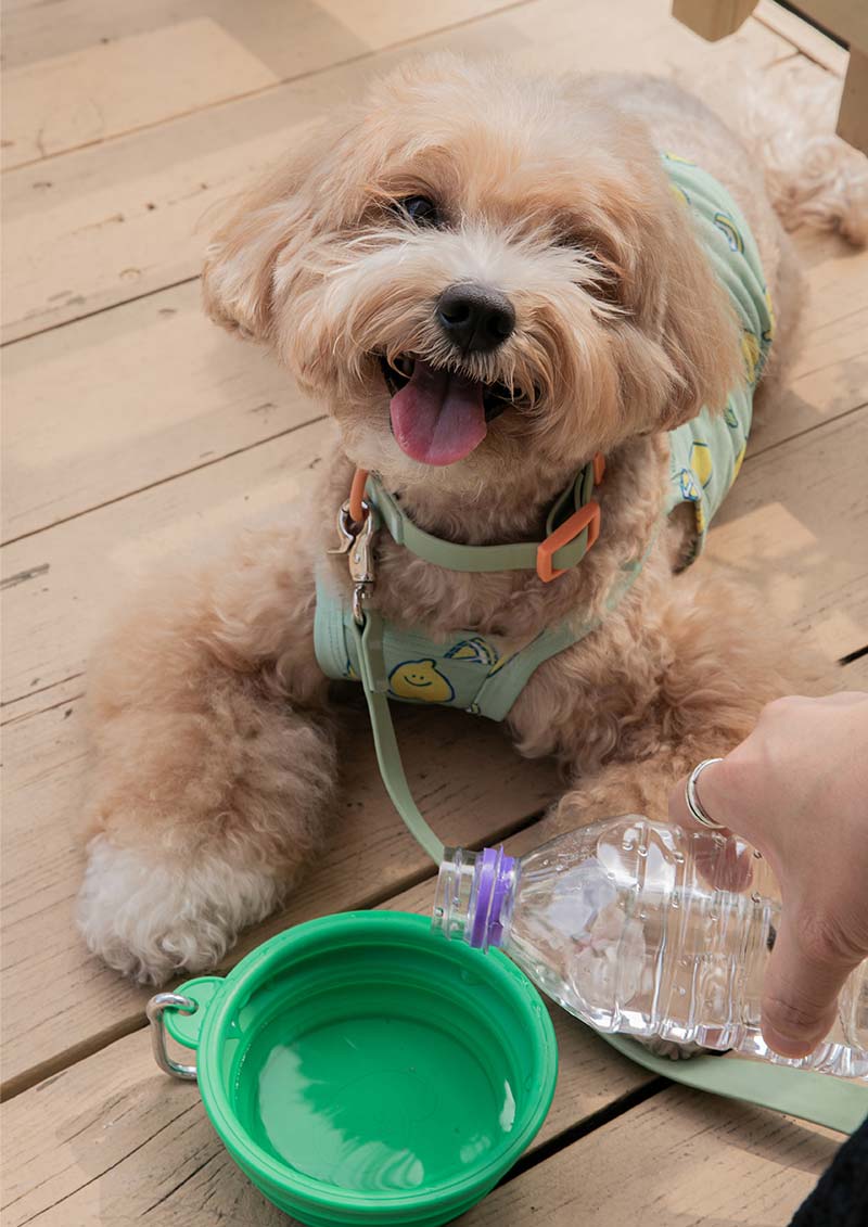 Bite Me Collapsible Travel Bowl | Vivid - CreatureLand