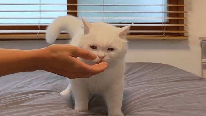 Bite Me Daily Enzyme Cat Toothpaste - Chicken Flavour - CreatureLand