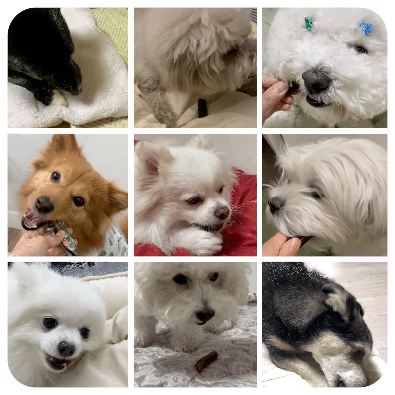 Bite Me Denti Stick - Hip & Joint (Original) - CreatureLand