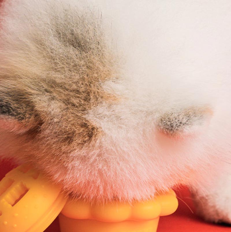 Bite Me Sniffy Pie Dog Nose Work Toy - CreatureLand